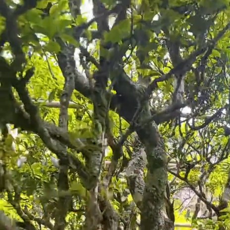 辰翼厳選 2025年春 鳳渓二茅古樹芝蘭香(母樹) ほうけい にぼうこじゅしらんこう - 画像 (3)