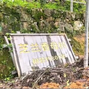 辰翼厳選   鳳渓二茅古樹芝蘭香（母樹） ほうけい にぼうこじゅしらんこう