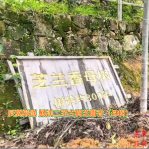 辰翼厳選 2025年春 鳳渓二茅古樹芝蘭香(母樹) ほうけい にぼうこじゅしらんこう