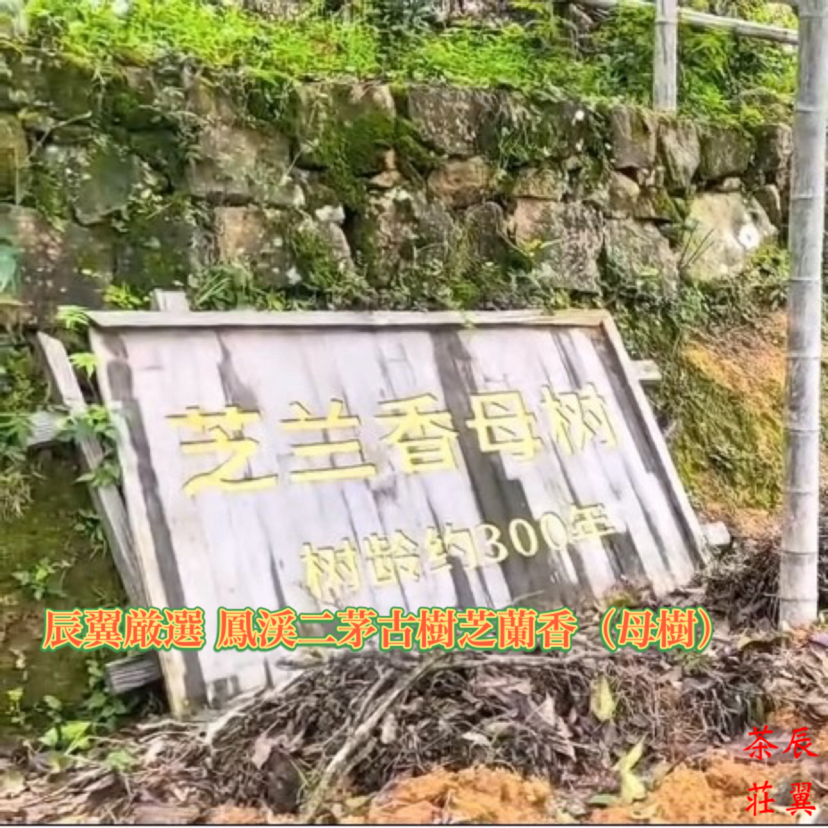 辰翼厳選 2025年春 鳳渓二茅古樹芝蘭香(母樹) ほうけい にぼうこじゅしらんこう