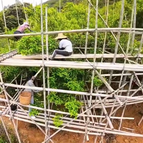 辰翼厳選 2025年春 鳳渓二茅古樹芝蘭香(母樹) ほうけい にぼうこじゅしらんこう - 画像 (2)
