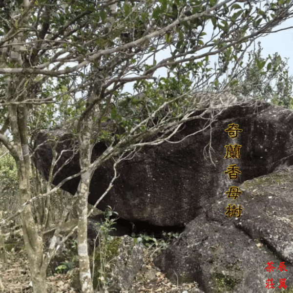 辰翼厳選 ・深坑奇蘭香（母樹） しんこう きらんこう