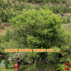 辰翼厳選 2025年春 鳳西深垭海底撈針母樹二代 かいていろうしん ぼじゅ にだい