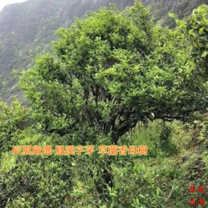 辰翼厳選 2025年春 鳳溪字茅草蘭香（母樹 ）ほうけいじぼうそうらんこう