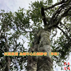 辰翼厳選 2025年春 烏崠中心沿古樹縹緲香（単株） うーとん ちゅうしんえん ひょびょうこう（たんしゅ）